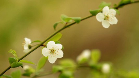 盛开的花[正艳]视频