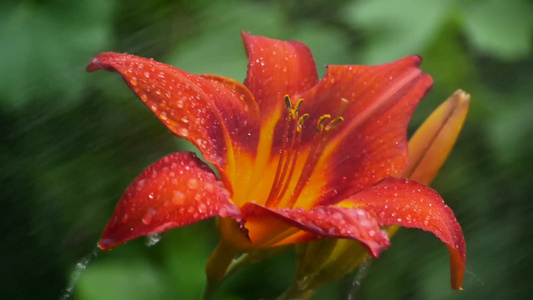 雨水浇灌的大红花视频