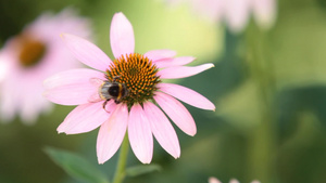 大黄蜂落在一朵花上14秒视频