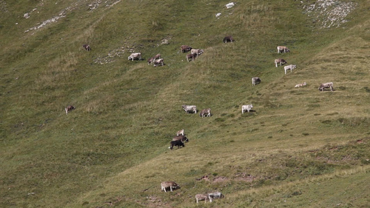 阿尔卑斯山牛羊群[艾格峰]视频