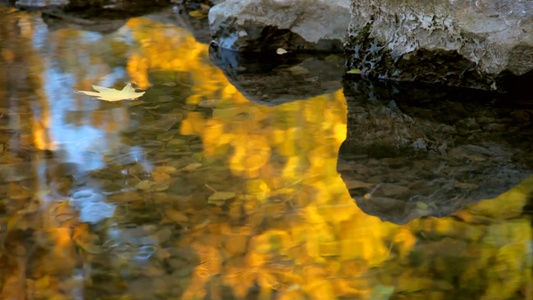 漂浮在水面的叶子视频