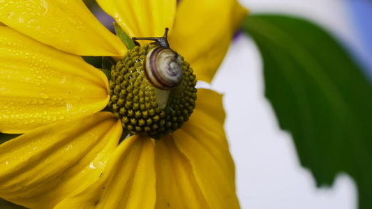 菊花花蕊里蜗牛爬行视频