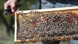 蜂窝里的蜜蜂22秒视频