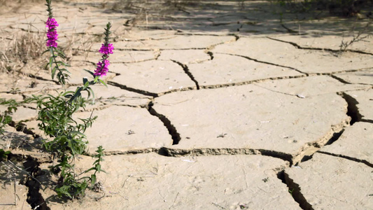 紫色的花，在干燥、开裂的地面上绽放视频