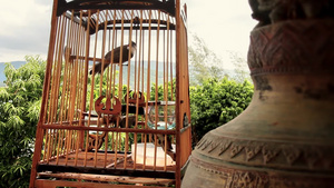 寺庙里渴望自由的笼中鸟16秒视频