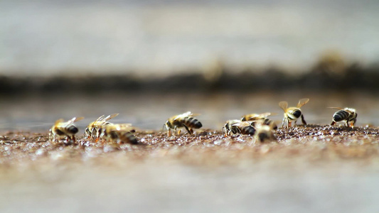 收集水的蜜蜂视频