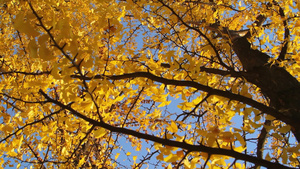 秋季金黄的银杏叶11秒视频