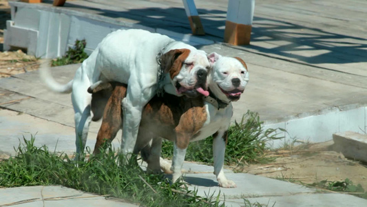 交配的斗牛犬视频