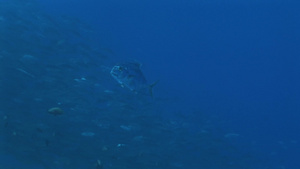 海底的鱼群12秒视频