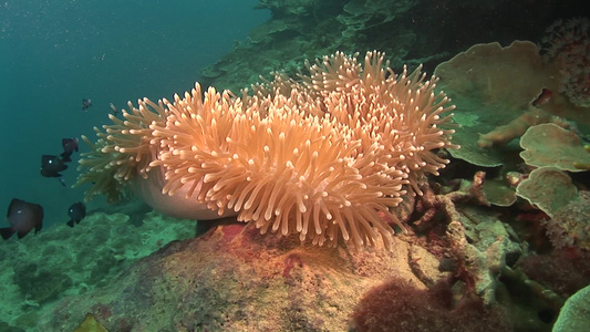 海底的珊瑚和鱼视频
