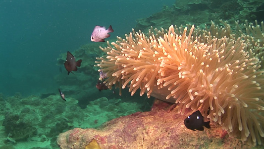 海底的生物视频