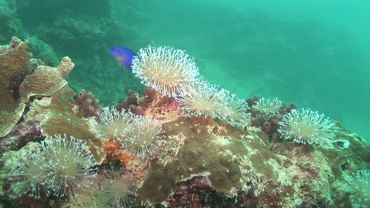 海洋生物视频