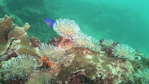 海洋生物6秒视频