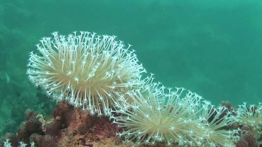 海底生物视频