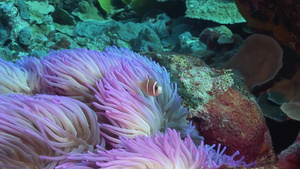 海洋生物8秒视频