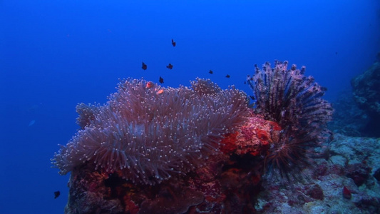 海底水生物视频