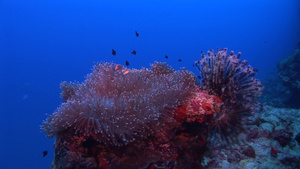 海底水生物6秒视频