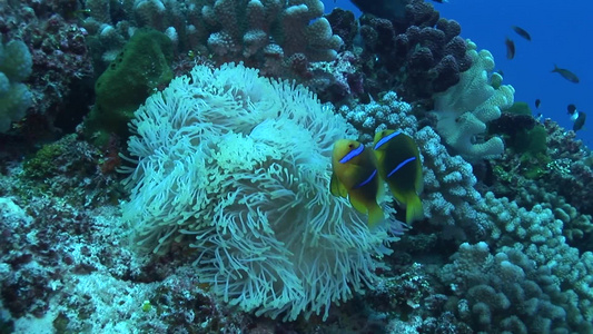 海洋生物视频