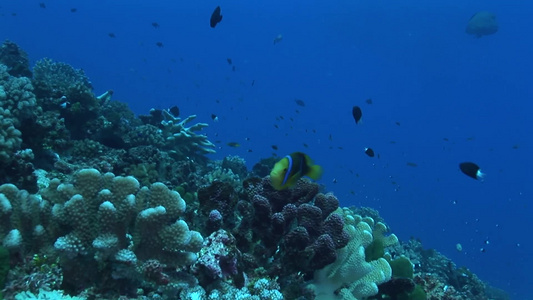 海洋生物视频