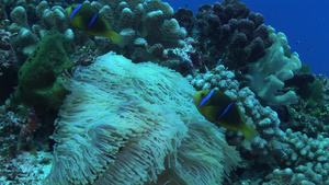 海底的珊瑚和周边生态环境9秒视频