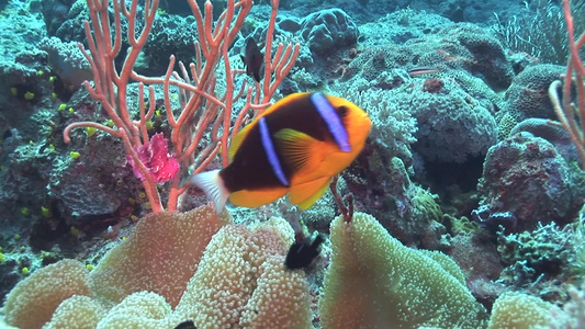 海洋生物视频