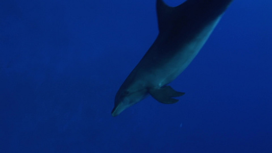 蔚蓝大海里的海豚视频