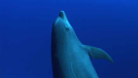 海底的海豚视频