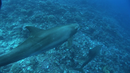 蓝色深海中游动的海豚视频