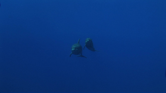 深海的两只海豚视频