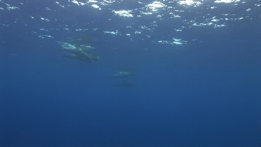 蓝色海洋中的海豚视频