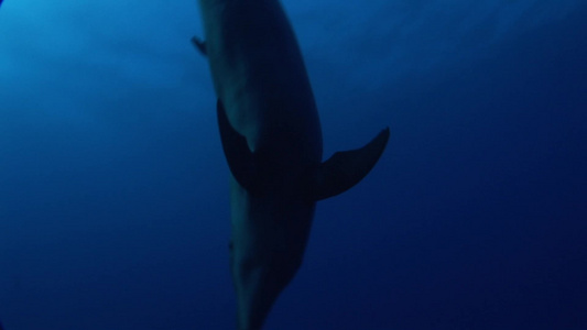 海底的海豚视频