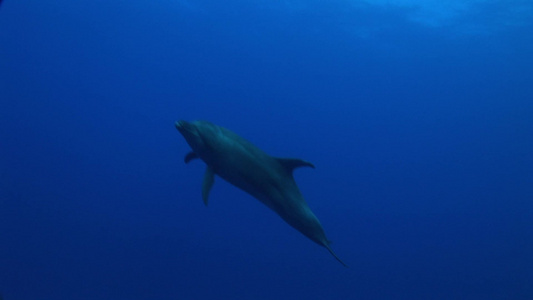 海豚在海洋中游动视频