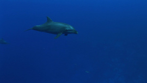 海底的一群海豚32秒视频