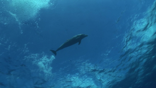 蔚蓝色大海李游动的海豚视频