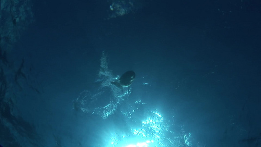 海豚在蓝色的海洋中畅游[悠游]视频