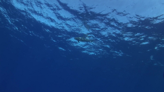 深海里的海豚视频