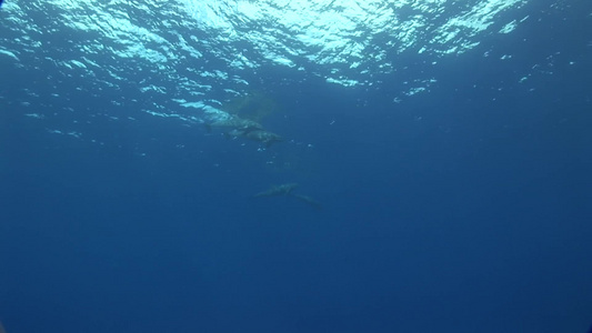 海豚在蓝色的海洋中畅游视频