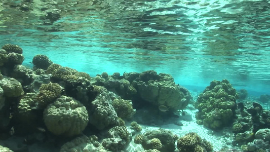 大海潜水珊瑚岛视频