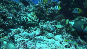 海底的石斑鱼鱼群10秒视频