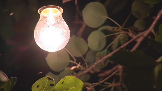 夜里昆虫绕着灯泡旋转视频