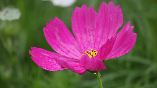 盛开的鲜花特写[正艳]视频