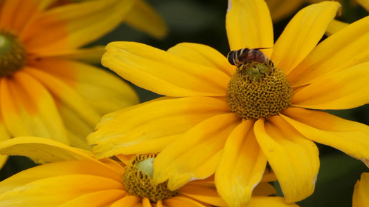 菊花上的蜜蜂采蜜视频