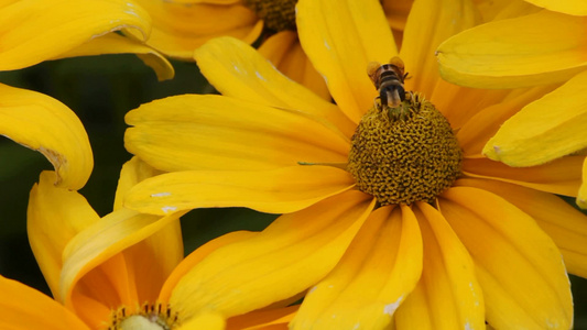 蜜蜂在向日葵上采蜜[大波斯菊]视频