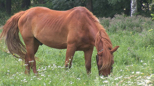 草地上的红马[黄骠马]视频