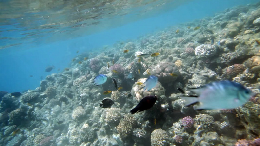 海底的珊瑚礁视频