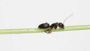 蚂蚁在绿色的草地上爬行6秒视频