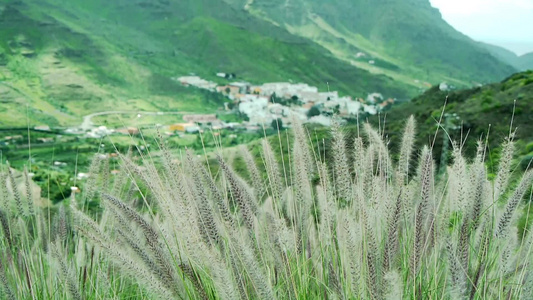 峡谷里的狗尾巴草视频