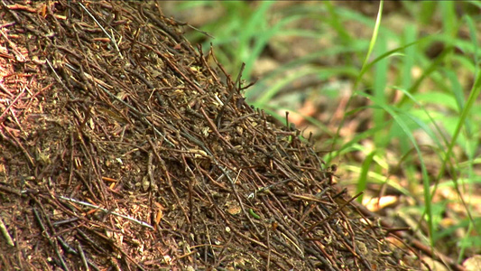蚂蚁在树林里视频