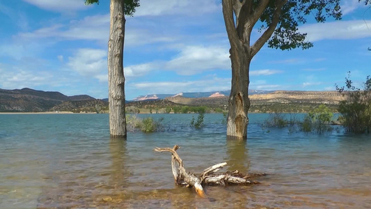 实拍流畅的河水经过树根视频