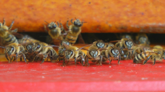 一群蜜蜂视频